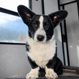 Yury - Cardigan Welsh Corgi