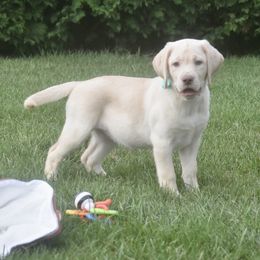 Dilute Retriever Puppies from Royalty Retrievers