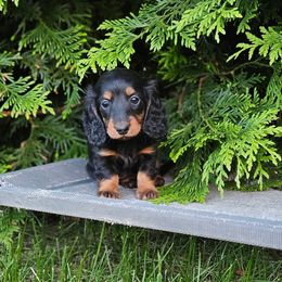 Raven - Black and tan female Dachshund puppy in Crystal, Michigan from Mare-bella Dachshunds