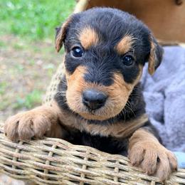 Quinn AKA Baby Girl Lavendar - Black and tan female Airedale Terrier puppy in Mooresville, North Carolina from Farm 55