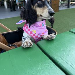Flower - Dachshund