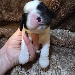 Storm - Sable and white male Cocker Spaniel puppy in Florence, South Carolina from Reddick's American Cocker Spaniels