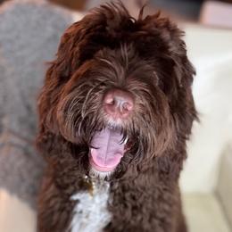 Duke - Australian Labradoodle