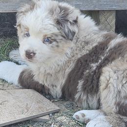 Merle Girl 2 - Red merle female Australian Shepherd puppy in Wauneta, Nebraska from 4H Aussies