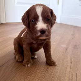 Blossom (light pink) - Red  female Goldendoodle puppy in Apopka, Florida from The Classic Doodle