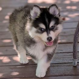 Willie - Male - Gray Eyes - Black and white male Pomsky puppy in Hurleyville, New York from My Crazy Pomskys