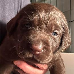 Yellow Girl - Chocolate female Labrador Retriever puppy in Rock Hill, South Carolina from North Star Retrievers