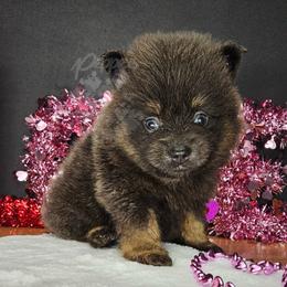 Pepper's Believer - Blue and tan male Pomeranian puppy in Plant City, Florida from Pepper's Pomeranians