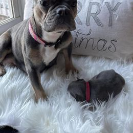 French Bulldogs from Southern Homestead Frenchies