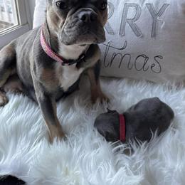 French Bulldogs from Southern Homestead Frenchies