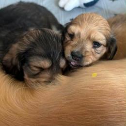 Shaded Cream Longhair female, Lady, 4000 - Cream female Dachshund puppy in Fenton, Michigan from Always Darling Dachshunds