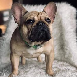 French Bulldogs from JNS Frenchies
