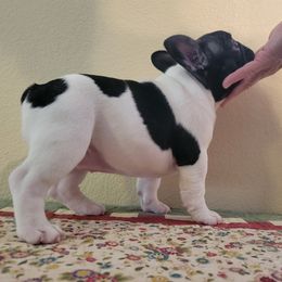 "Born March 15, 2022" French Bulldog Puppies from Bonjour Bullies