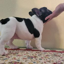 "Born March 15, 2022" French Bulldog Puppies from Bonjour Bullies