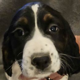 English Springer Spaniels from Springer's Parke