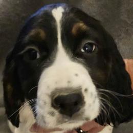English Springer Spaniels from Springer's Parke