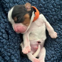 Orange Puppy - Tri-color male Cavalier King Charles Spaniel puppy in University Place, Washington from Crosby's Cavaliers