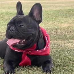 French Bulldogs from Calabasas Bullies