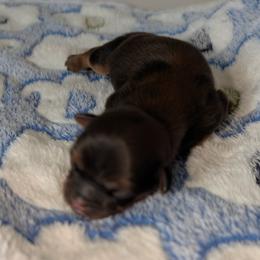 Nick - Red and tan male Shih Tzu puppy in Port Huron, Michigan from Shih Tzu Cottage