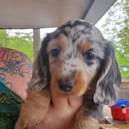 Dachshund Puppies from A&R Dachshund