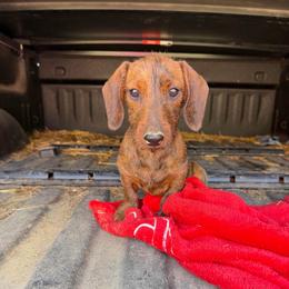 Rocky horror - Dachshund