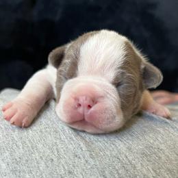 Tillie - Lilac female Boston Terrier puppy in Red Bluff, California from SunnyValley Bostons