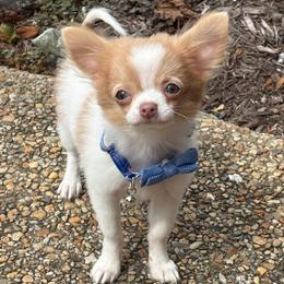 Taco - Fawn and white male Chihuahua puppy in Gloucester, Virginia from Charlotte's Web of Chihuahuas