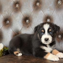 Hudson- Has Tail and Videos - Black tri-color male Australian Shepherd puppy in Troy, South Carolina from Lana Corley- Australian Shepherds of 3/W Farms