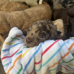 Pink collar - Merle female Goldendoodle puppy in Stockton, California from Port City Doodles
