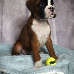 Boxer Puppies from Big Mac Boxers