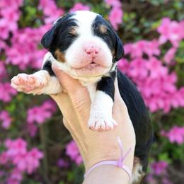 Willow - Tri-color female Bernedoodle puppy in Folsom, Louisiana from DoodlesFarmCo