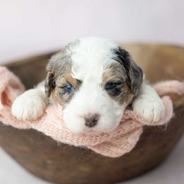 Girl 2 - Blue merle female Bernedoodle puppy in Lititz, Pennsylvania from Sleepy Hollow Acres