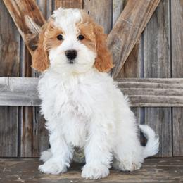 Cadbury-Green collar - Parti male Goldendoodle puppy in Macedon, New York from Toodles Goldendoodles