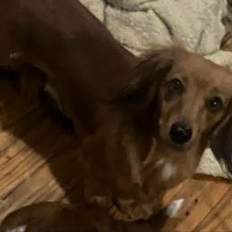Spice - Dachshund