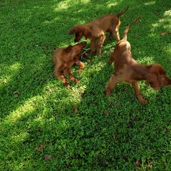 Irish Setter Puppies from Ruairi's Irish Setters
