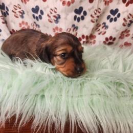 Girl 2 - female Dachshund puppy in Lovell, Wyoming from Bernstein Doxies