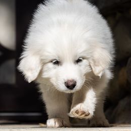 Fozzy - White Great Pyrenees puppy in California from Painted Sky