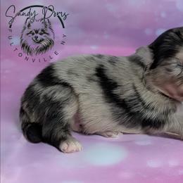 King - Blue merle male Pomeranian puppy in Fultonville, New York from Sandy Aussies & Pomeranians