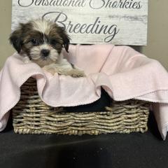 Pink collar - Shorkie puppy from Sensational Shorkies
