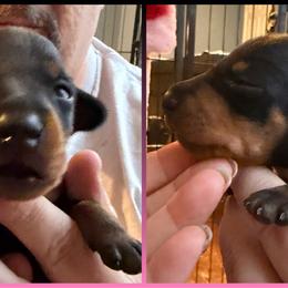 Sofia - Black and tan female Manchester Terrier puppy in Lyman, Mississippi from Raintree Manchester Terriers