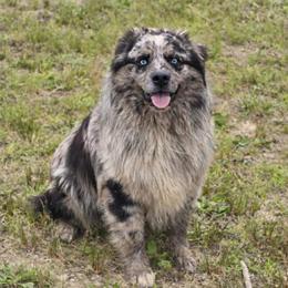 Sullee - Australian Shepherd