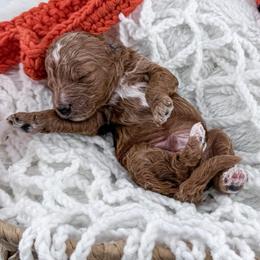 Hoops - Red  male Goldendoodle puppy in Jamestown, Kentucky from Milk & Honey Doodles