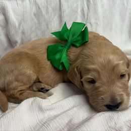 Boulder - Apricot male Goldendoodle puppy in The Woodlands, Texas from Gracie's Goldendoodles and Bernedoodles