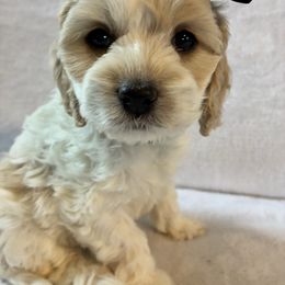 Piper - Red and white female Cockapoo puppy in Adrian, Oregon from ApplebyFarm