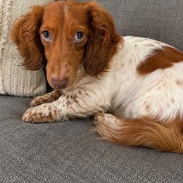 Penny - Dachshund