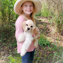 Cocker Spaniel Puppies from Top Notch Sporting Dogs