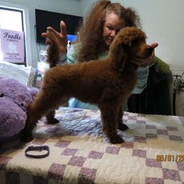 Poodle Puppies from Palmares Poodles in Red and Apricot