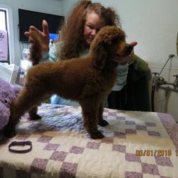 Poodle Puppies from Palmares Poodles in Red and Apricot