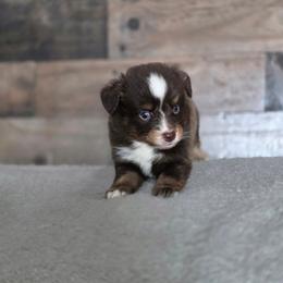 F - Red male Miniature Australian Shepherd puppy in Killen, Alabama from Wilkers Wholehearted Mini Aussies