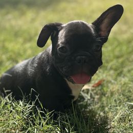 Hammy - Black and white male French Bulldog puppy in Greenfield, Missouri from Hope Mountain French Bulldogs
